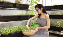 Elly Trần thích thú thu hoạch vườn rau sạch tự trồng