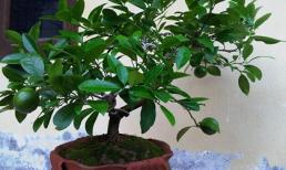 Đây chính là những loại cây sinh tài lộc mà gia đình nào cũng nên trồng ngay để phát tài