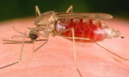 Tất tần tật những điều bạn cần biết về bệnh sốt xuất huyết