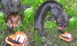 Bắt sống cá 'quái vật' hung dữ dài 1m2