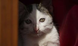 Đừng nghĩ chỉ chó cắn mới bị bệnh dại, mèo cắn cũng có nguy cơ tử vong