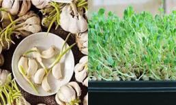 3 thực phẩm mọc mầm tốt đủ đường mà không độc hại
