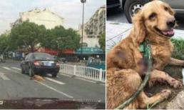 Chú chó bị kéo lê suốt quãng đường dài do chủ lơ đễnh khiến dân mạng 'nổi điên' 