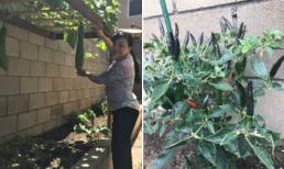 Vườn rau sạch xanh mướt trong khuôn viên nhà ca sĩ Hương Lan ở Mỹ