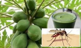 Không thể bỏ qua lá đu đủ 'thần dược' chữa khỏi sốt xuất huyết đang kỳ dịch đáng sợ này!