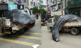 Mang cá mập voi quý hiếm diễu hành và thịt ngay trên phố