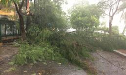 Bão số 10 gió giật khủng khiếp, cây đổ la liệt ở Quảng Bình