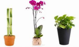 Cuộc sống sẽ tốt đẹp, thịnh vượng hơn khi đặt 3 loại cây này trong nhà