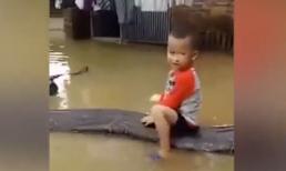 Clip bé trai 3 tuổi cưỡi con trăn 80kg trong sân ngập nước gây xôn xao