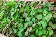 5 loại rau nhiều canxi gấp 2 lần sữa bò, mẹ bầu ăn nhiều sinh con chân dài như người mẫu