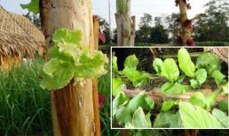 Trồng rau bằng cây chuối: Ý tưởng mới an toàn không hóa chất được nhiều chị em tâm đắc