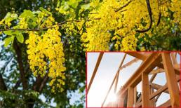 7 loại cây linh thiêng mang lại may mắn cho gia chủ khi động thổ khởi công