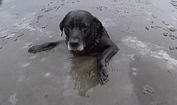 Chú chó may mắn được cứu sống khi bị mắc kẹt trên dòng sông đóng băng