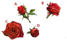 Chọn 1 trong 4 bông hoa hồng để xem năm 2018 bạn có giàu sang hay không