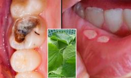 Chỉ cần ngậm nước lá lốt, các bệnh về răng miệng lần lượt biến mất 