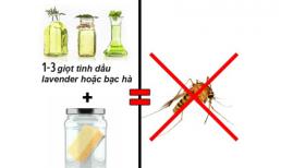 Cách đuổi côn trùng: Gián, muỗi, kiến bằng mẹo cực kỳ đơn giản