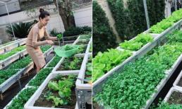 'Bà bầu' Ngọc Duyên khéo chăm được một vườn rau xanh mướt 