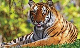 Những con giáp này cuối năm Mậu Tuất sẽ được lộc trời cho, tiền tiêu không hết