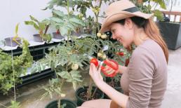 Giàu có là thế nhưng Hoa hậu Phương Lê vẫn tự tay chăm sóc vườn rau sạch