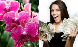 Trong nhà cứ bày 1 trong 5 loại hoa này, nghèo đến mấy cũng giàu lên nhanh chóng