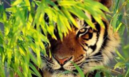 Những con giáp từ giữa năm 2018 chắc chắn sẽ thăng quan, tiến chức