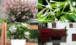 8 loại hoa thơm hơn cả nước hoa nên trồng trên ban công khiến cả nhà luôn ngát hương