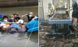 Cá voi chết với 80 túi nilon trong bụng - lời cảnh báo nghiêm trọng về môi trường