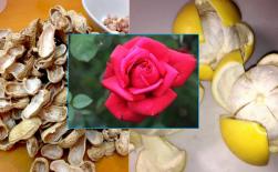 Không cần bón phân, chỉ cần vất những thứ 'rác' này vào chậu, hoa sẽ phát triển ầm ầm