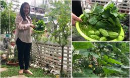 Vườn rau xanh mướt mắt 'nhìn là thèm' của vợ chồng Lê Tuấn Anh - Hồng Vân