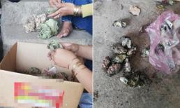 Cô nàng 'não cá vàng' đi đốt rác lại thiêu nhầm 350 triệu tiền thật 