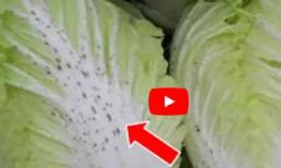 Cải thảo bị đốm đen có ăn được không?