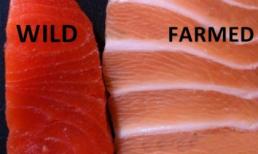Cá hồi nuôi là thực phẩm độc hại nhất thế giới? Sự thật thế nào và có nên ăn hay không?