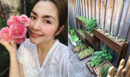 Tăng Thanh Hà thích thú khoe vườn rau sạch được trồng trong thùng gỗ 