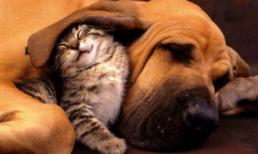 Những con vật tâm linh, không nên giết lại càng không được ăn