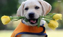 3 con giáp vượng vận quý nhân, gặp dữ hoá lành trong nửa cuối tháng 9