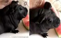 Mua chó về nuôi mãi không lớn, thanh niên lên WeChat hỏi mới biết đã nuôi nhầm con chuột