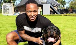 Sao Ngoại hạng Anh chi gần 500 triệu đồng mua siêu khuyển về giữ nhà