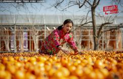  Mê mẩn trước cảnh thu hoạch hồng mùa bội thu