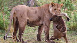 Ảo tưởng sức mạnh, khỉ đầu chó bỏ mạng lãng xẹt