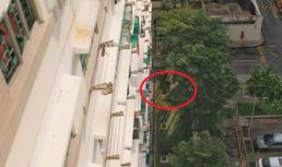 Bé trai 2 tuổi sống sót kỳ diệu sau khi rơi từ tầng 11 xuống đất