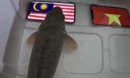 Dự đoán Malaysia thắng chung kết AFF Cup, cá tiên tri nhận cái kết đắng