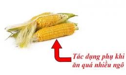 Sự thật đáng sợ ẩn sau mỗi bắp ngô mà bạn vẫn vô tư ăn hàng ngày