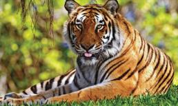 Top 3 con giáp giàu nứt đố đổ vác, sự nghiệp lên như diều gặp gió, tự làm đại gia sau tuổi 30