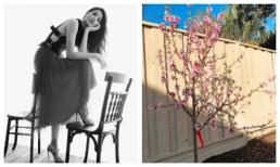 Phạm Hương đã về Việt Nam sau tin đồn sang Mỹ sinh con hay chưa đã có câu trả lời rồi đây này