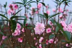 Dấu hiệu chứng tỏ năm mới nhà bạn cực may mắn, đại cát đại lợi ăn nên làm ra thăng quan tiến chức