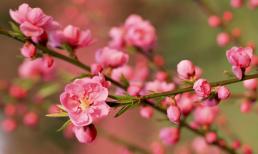 8 loại hoa nên có trong ngày Tết để cả năm gặp nhiều may mắn, phúc lộc ngập nhà