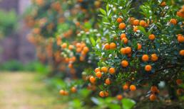 Bí quyết chọn quất cảnh đẹp, tươi trưng Tết Kỷ Hợi 2019