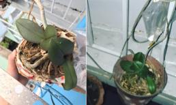 Hì hục trồng phong lan, đến khi ra Tết háo hức ngắm sản phẩm thì đã 'lủng lẳng bên nhà hàng xóm'