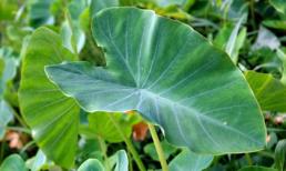 Từ nay, mọi người nên ăn lá khoai môn thay vì chỉ ăn củ: Vừa ngon vừa có lợi ích 'kỳ diệu'