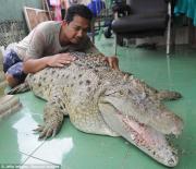 Cá sấu nặng 200kg được cả gia đình chăm sóc, vuốt ve như thú cưng